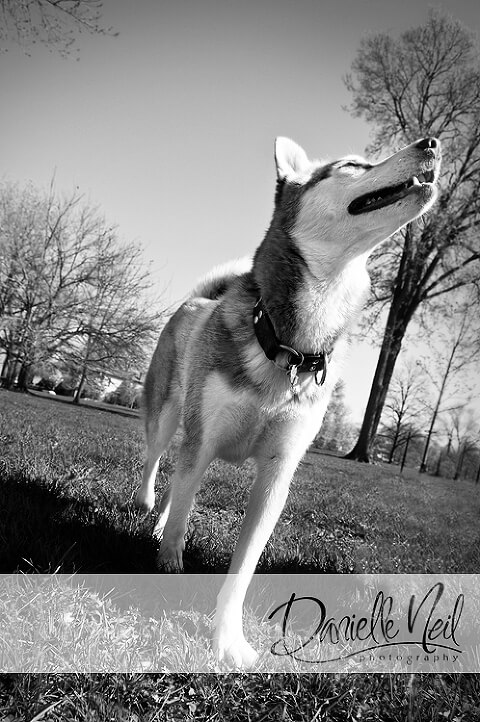 Beautiful husky dog walking through the park