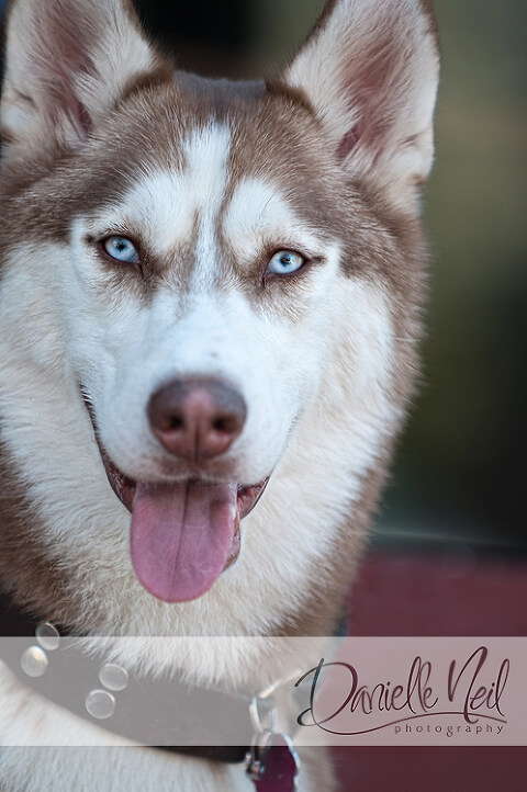 Husky dog portraits in German Village, Columbus, Ohio