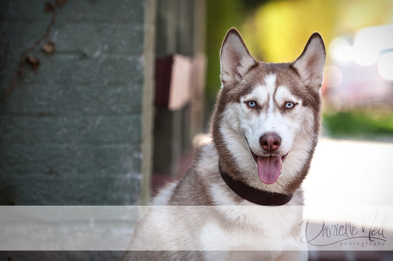 Pet Photography in German Village
