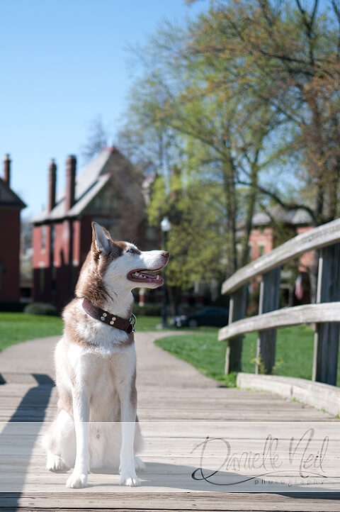 Siberian Husky sitting on the bridge next to a pond in Columbus