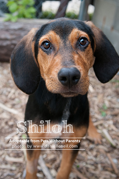 adoptable hound puppy photograph Columbus Ohio