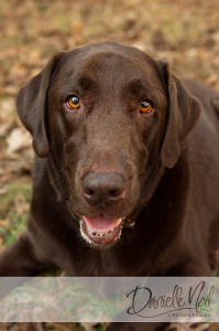 brown dog looking with smile on face