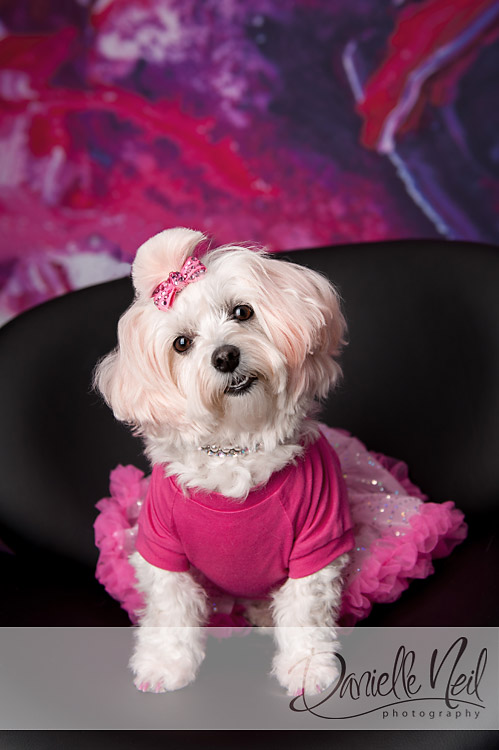 Lola, The Diva Dog, In The Studio { Boardman Photographer }